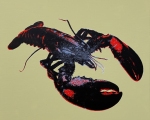 Lobster_4